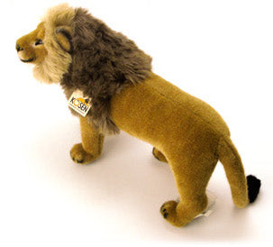 ケーセン ライオン雄